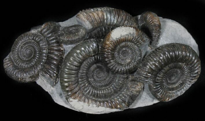 Dactylioceras Ammonite Cluster - England #38941